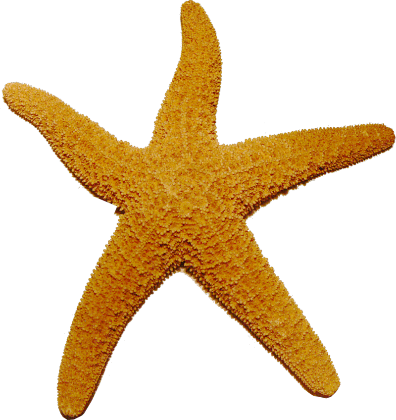 starfish.png, 567kB
